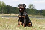 ROTTWEILER 312